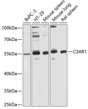 Western blot - C3AR1 Polyclonal Antibody 