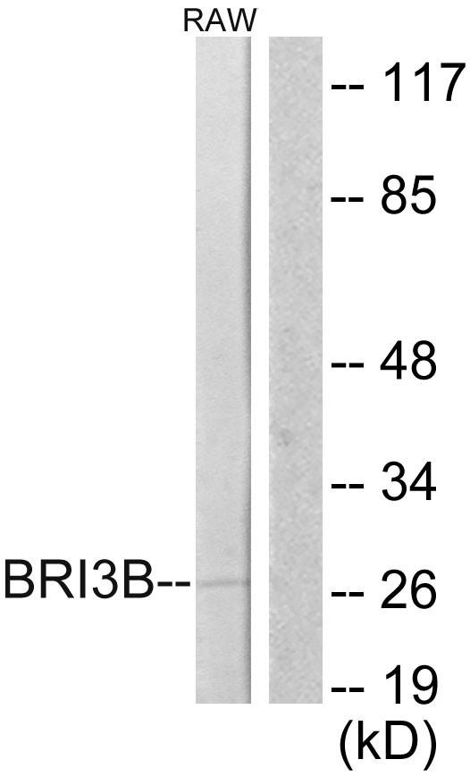 Fig1:; Western blot analysis of lysates from RAW264.7 cells, using BRI3B Antibody. The lane on the right is blocked with the synthesized peptide.