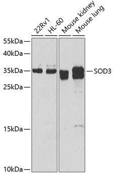Western blot - SOD3 Polyclonal Antibody 