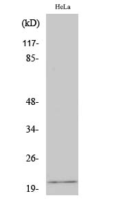 Fig1:; Western Blot analysis of various cells using EID-1 Polyclonal Antibody