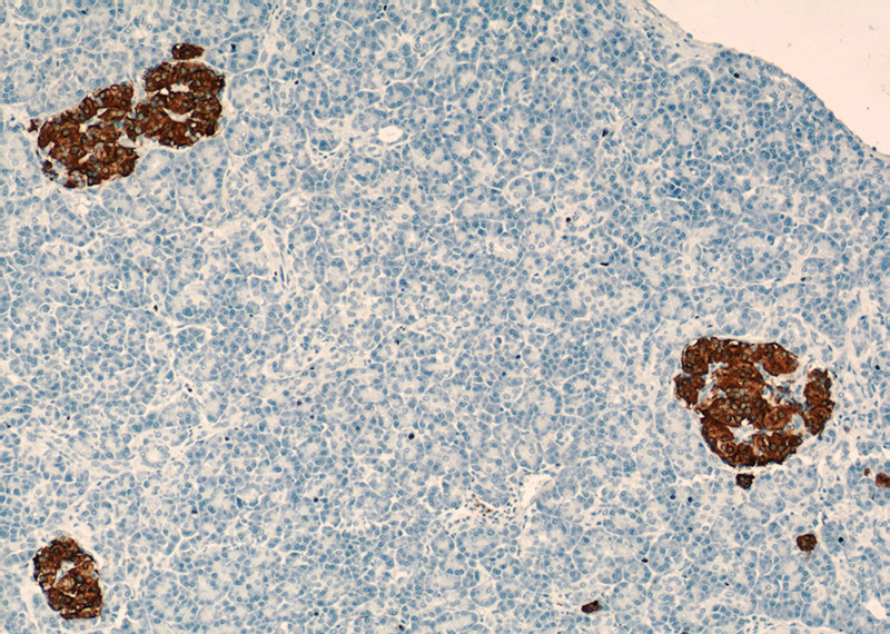 Immunohistochemical of paraffin-embedded human pancreas using Catalog No:111853(INS antibody) at dilution of 1:500 (under 10x lens)