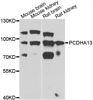 Western blot - PCDHA13 Polyclonal Antibody 