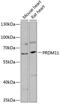 Western blot - PRDM11 Polyclonal Antibody 