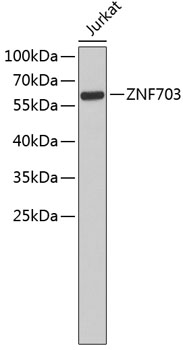 Western blot - ZNF703 Polyclonal Antibody 