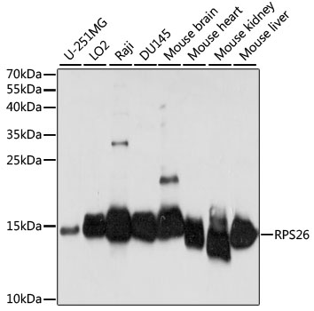 Western blot - RPS26 Polyclonal Antibody 