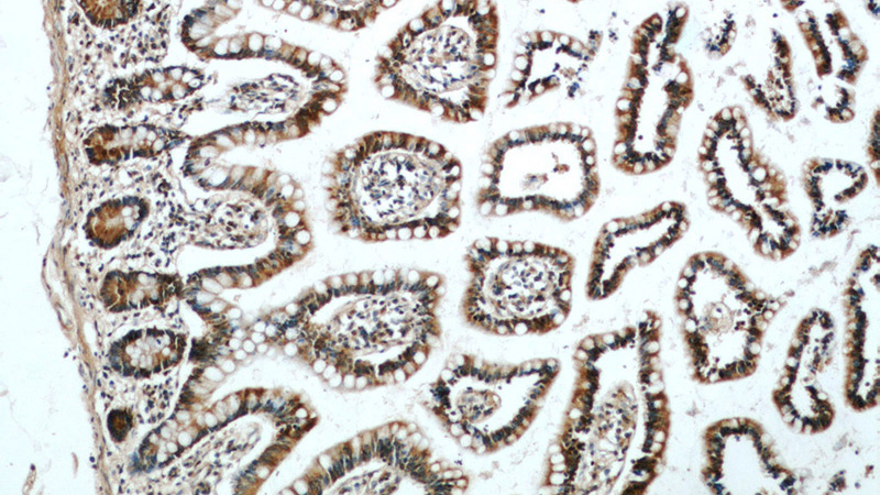 Immunohistochemical of paraffin-embedded human small intestine using Catalog No:111951(ITLN1 antibody) at dilution of 1:50 (under 10x lens)