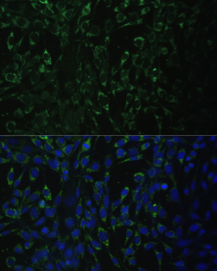Immunofluorescence - ALDH1A2 Polyclonal Antibody 