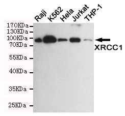 Western blot detection of XRCC1 in Raji,K562,Hela,Jurkat and THP-1 cell lysates using XRCC1 mouse mAb (1:1000 diluted).Predicted band size:82KDa.Observed band size:82KDa.