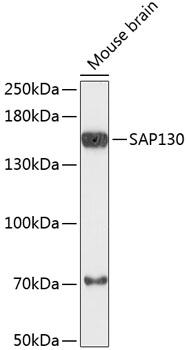 Western blot - SAP130 Polyclonal Antibody 