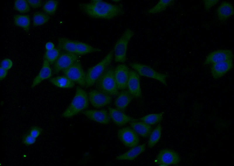 Immunofluorescent analysis of HeLa cells using Catalog No:107655(ubiquitin Antibody) at dilution of 1:25 and Alexa Fluor 488-congugated AffiniPure Goat Anti-Mouse IgG(H+L)