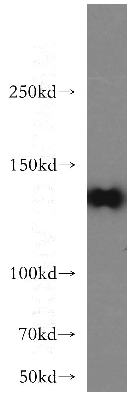 L02 cells were subjected to SDS PAGE followed by western blot with Catalog No:114703(RIMS2-Specific antibody) at dilution of 1:400