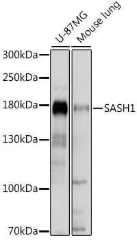 Western blot - SASH1 Polyclonal Antibody 
