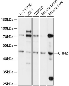 Western blot - CHN2 Polyclonal Antibody 