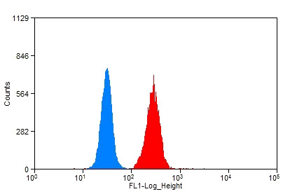 1X10^6 HeLa cells were stained with 0.2ug NBR1 antibody (Catalog No:113023, red) and control antibody (blue). Fixed with 90% MeOH blocked with 3% BSA (30 min). Alexa Fluor 488-congugated AffiniPure Goat Anti-Rabbit IgG(H+L) with dilution 1:1500.