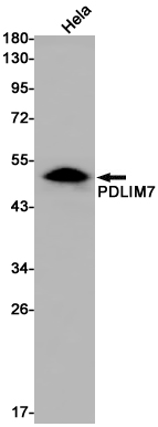 Western blot detection of PDLIM7 in Hela cell lysates using PDLIM7 Rabbit pAb(1:1000 diluted).Predicted band size:50kDa.Observed band size:50kDa.