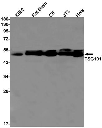Western blot detection of TSG101 in K562,Rat Brain,C6,3T3,Hela cell lysates using TSG101 Rabbit pAb(1:1000 diluted).Predicted band size:44kDa.Observed band size:44kDa.