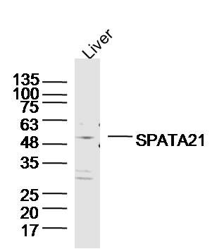 Fig2: Sample: Liver (Mouse) Lysate at 40 ug; Primary: Anti-SPATA21 at 1/300 dilution; Secondary: IRDye800CW Goat Anti-Rabbit IgG at 1/20000 dilution; Predicted band size: 52kD; Observed band size: 52kD