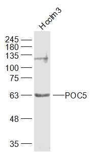 Fig1: Sample:; Hcclm3(Human) Cell Lysate at 30 ug; Primary: Anti-POC5 at 1/1000 dilution; Secondary: IRDye800CW Goat Anti-Rabbit IgG at 1/20000 dilution; Predicted band size: 60/43 kD; Observed band size: 63 kD