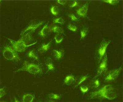 Immunocytochemistry staining of Hela cells fixed with 4% Paraformaldehyde and using anti-Vimentin mouse mAb (dilution 1:800).