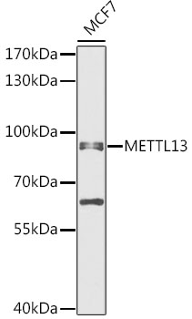 Western blot - METTL13 Polyclonal Antibody 