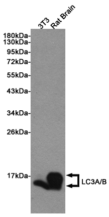 Western blot detection of LC3A/B in 3T3 and Rat Brain lysates using LC3A/B Rabbit pAb (1:1000 diluted). Predicted band size: 15KDa. Observed band size:14, 16KDa.