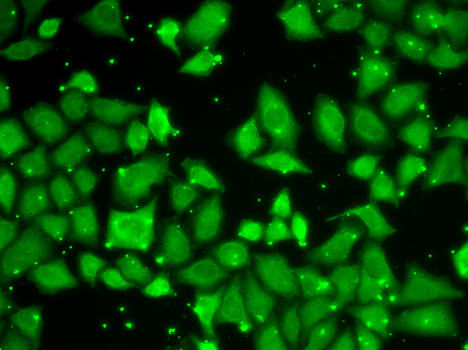 Immunofluorescence - MLST8 Polyclonal Antibody 