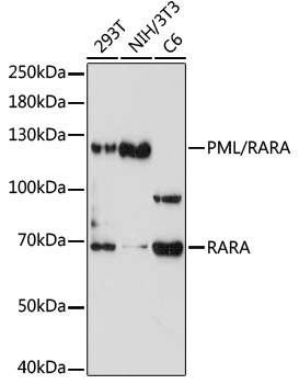 Western blot - PML/RARA Polyclonal Antibody 