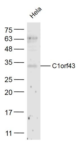 Fig1: Sample:; Hela(Human) Cell Lysate at 40 ug; Primary: Anti- C1orf43 at 1/300 dilution; Secondary: IRDye800CW Goat Anti-Rabbit IgG at 1/20000 dilution; Predicted band size: 29 kD; Observed band size: 29 kD