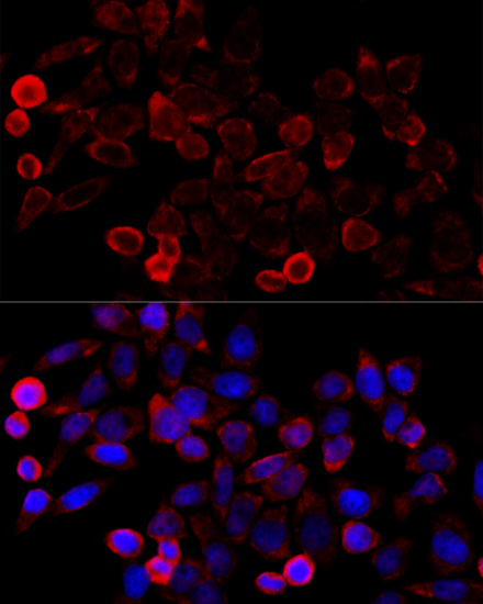 Immunofluorescence - KAT7 Polyclonal Antibody 