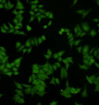 Fig2: ICC image of DUSP5 antibody stained Hela cells. The secondary antibody (green) was goat anti-rabbit IgG (H+L) FITC conjugated.