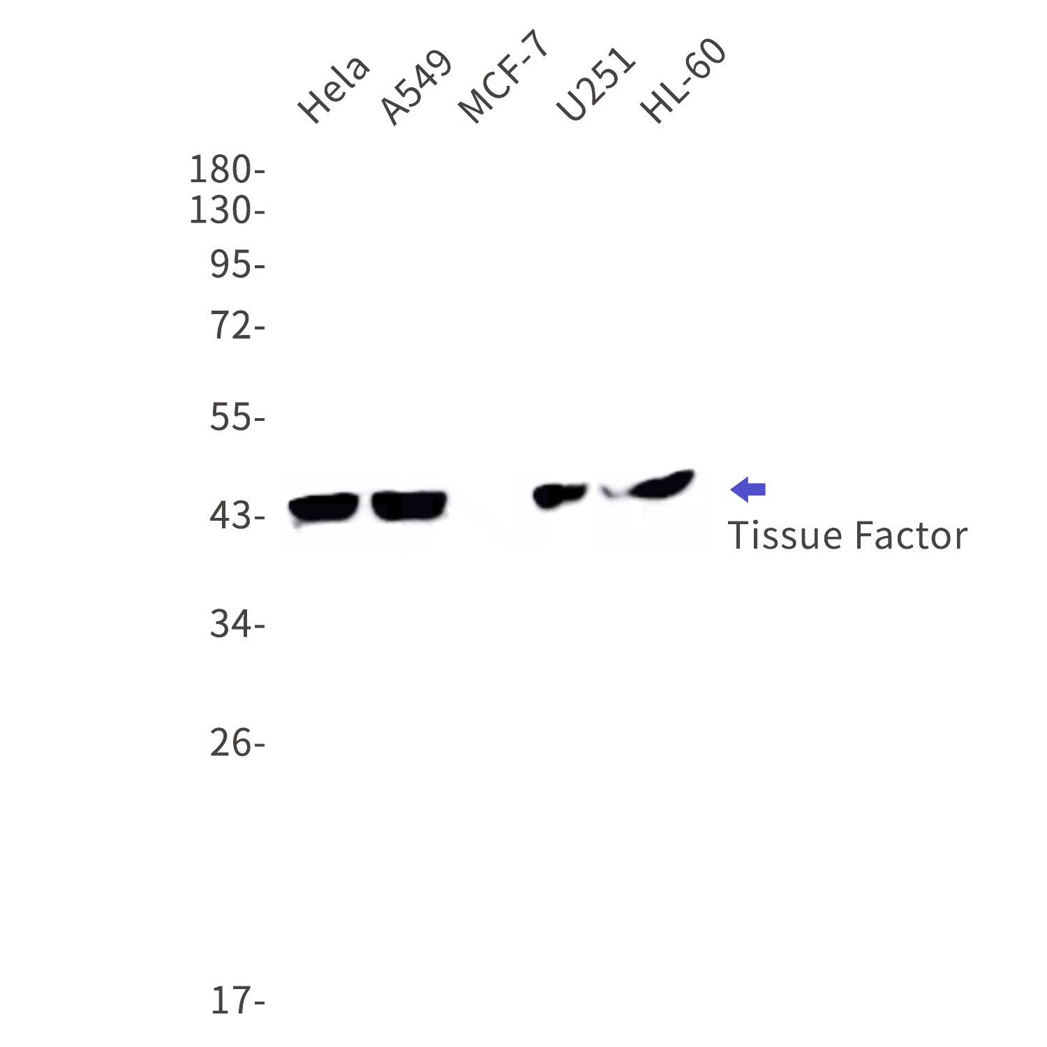 Western blot detection of Tissue Factor in Hela,A549,MCF-7,U251,HL-60 cell lysates using Tissue Factor Rabbit mAb(1:1000 diluted).Predicted band size:33kDa.Observed band size:45kDa.