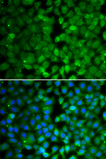 Immunofluorescence - RUNX3 Polyclonal Antibody 