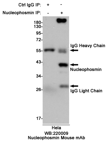 Immunoprecipitation analysis of Hela cell lysates using Nucleophosmin mouse mAb.