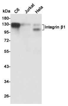 Western blot detection of Integrin u03b21 in C6uff0cJurkat and Hela cell lysates using Integrin u03b21 mouse mAb (1:1000 diluted).Predicted band size:88KDa.Observed band size:115,135KDa.