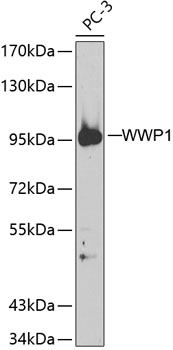 Western blot - WWP1 Polyclonal Antibody 