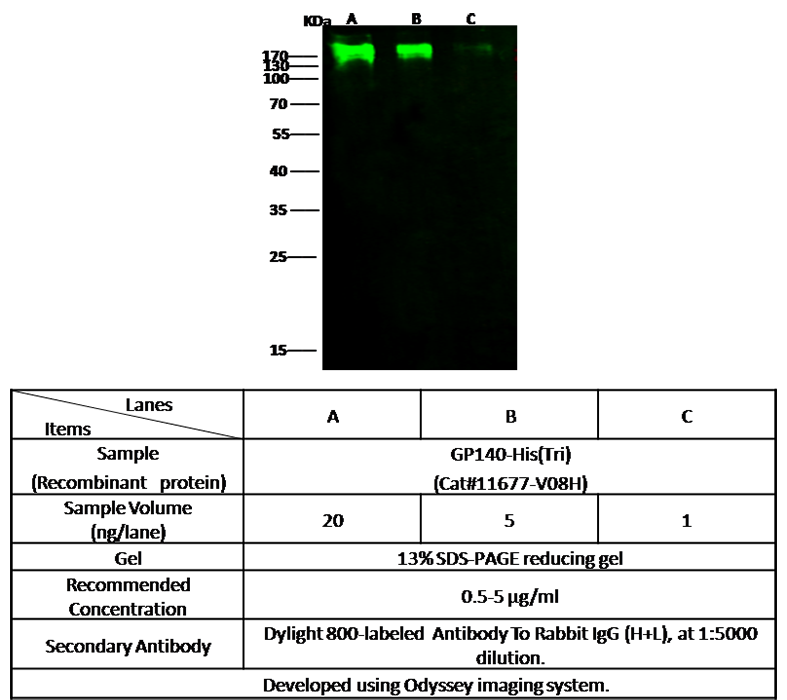 HIV-1 gp140 (group M, subtype CRF07_BC) Antibody, Rabbit PAb, Antigen Affinity Purified, Western blot