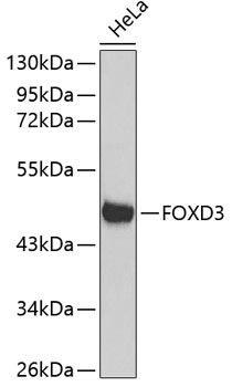 Western blot - FOXD3 Polyclonal Antibody 
