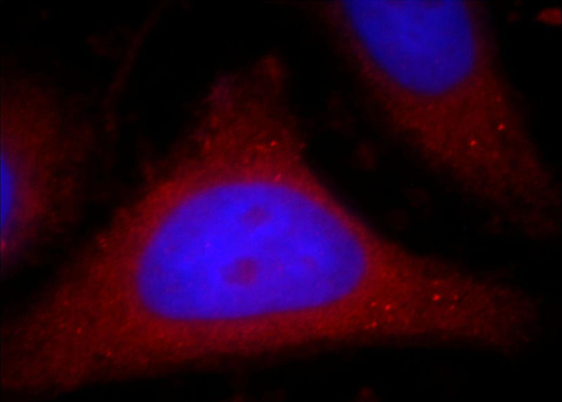 Immunofluorescent analysis of HepG2 cells, using PIK3CB antibody Catalog No:113873 at 1:25 dilution and Rhodamine-labeled goat anti-rabbit IgG (red). Blue pseudocolor = DAPI (fluorescent DNA dye).