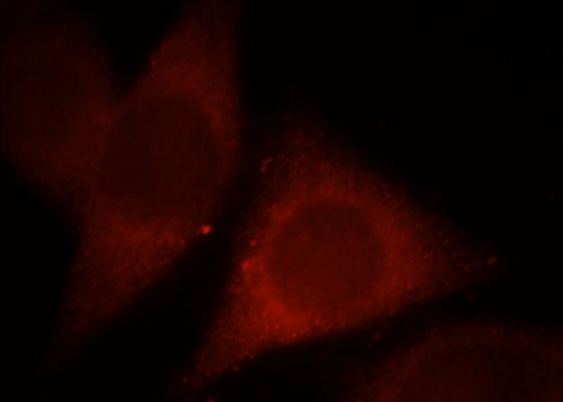 Immunofluorescent analysis of Hela cells, using MPPED1 antibody Catalog No:112754 at 1:25 dilution and Rhodamine-labeled goat anti-rabbit IgG (red).
