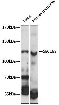 Western blot - SEC16B Polyclonal Antibody 