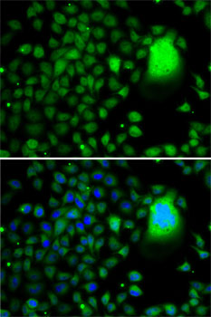 Immunofluorescence - TAF5 Polyclonal Antibody 