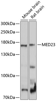 Western blot - MED23 Polyclonal Antibody 