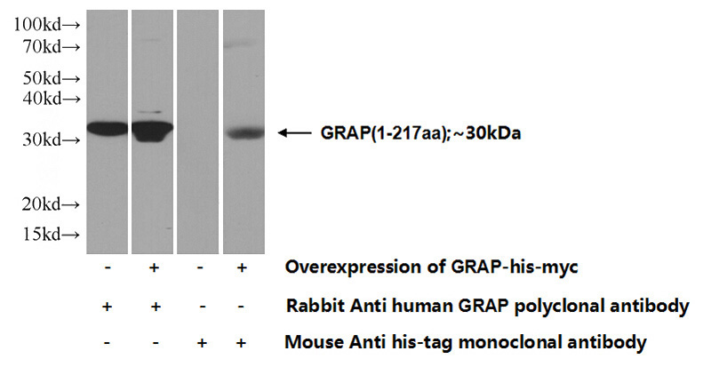 Transfected HEK-293 cells were subjected to SDS PAGE followed by western blot with Catalog No:111161(GRAP Antibody) at dilution of 1:500