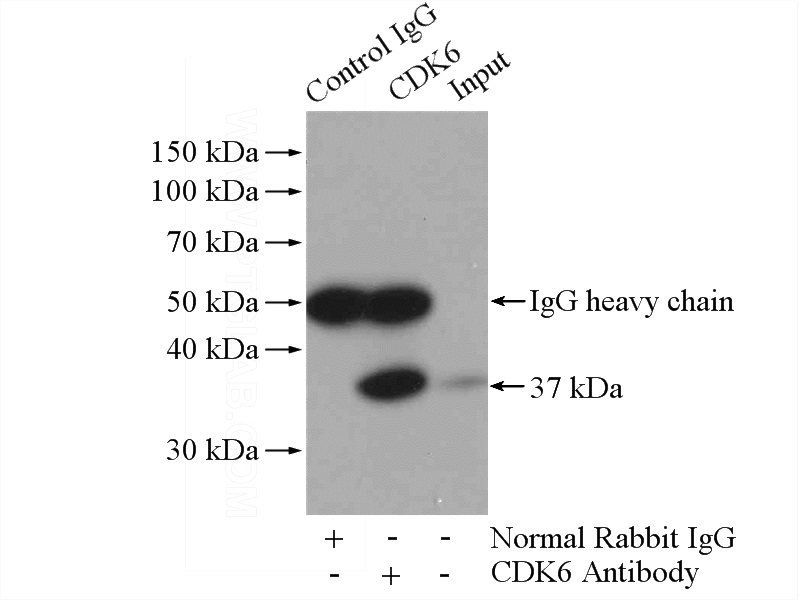 IP Result of anti-CDK6 (IP:Catalog No:109166, 4ug; Detection:Catalog No:109166 1:700) with Jurkat cells lysate 3200ug.