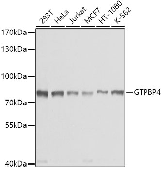 Western blot - GTPBP4 Polyclonal Antibody 