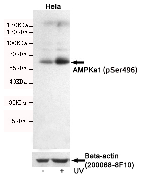 Western blot detection of AMPKa1(Phospho-Ser496) in Hela cells untreated or UV-treated, using AMPKa1(Phospho-Ser496) Rabbit pAb (dilution 1:2000, upper) or u03b2-Actin Mouse mAb (200068-8F10, lower).Predicted band size:63kDa.Observed band size:63kDa.