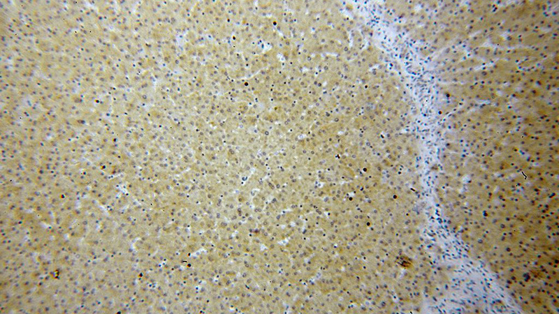 Immunohistochemical of paraffin-embedded human liver using Catalog No:114482(RASSF4 antibody) at dilution of 1:100 (under 10x lens)