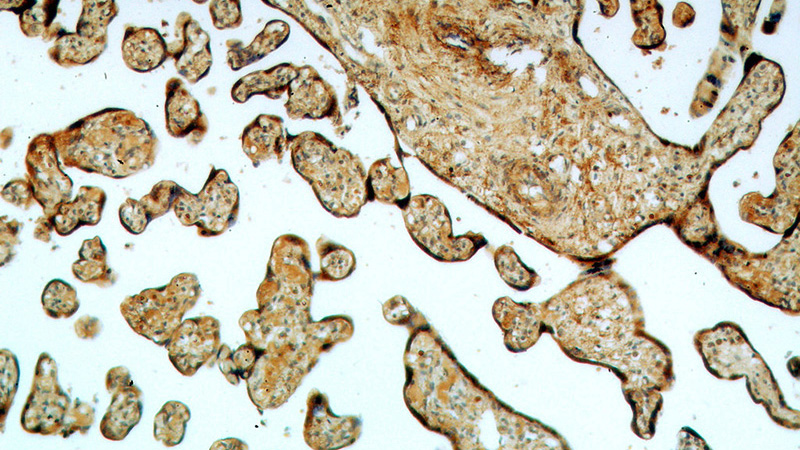 Immunohistochemical of paraffin-embedded human placenta using Catalog No:110372(TXNDC12 antibody) at dilution of 1:50 (under 10x lens)