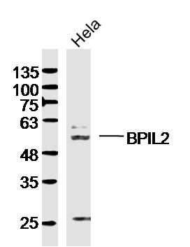 Fig1: Sample:Hela (Human)Cell Lysate at 40 ug; Primary: Anti-BPIL2 at 1/300 dilution; Secondary: IRDye800CW Goat Anti-RabbitIgG at 1/20000 dilution; Predicted band size: 54kD; Observed band size: 54kD
