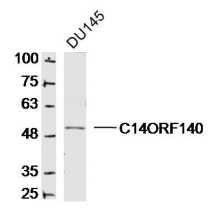 Fig1: Sample:; DU145 Cell(Human)Lysate at 30 ug; Primary: Anti- C14ORF140 at 1/300 dilution; Secondary: IRDye800CW Goat Anti-Rabbit IgG at 1/20000 dilution; Predicted band size: 52kD; Observed band size: 52kD